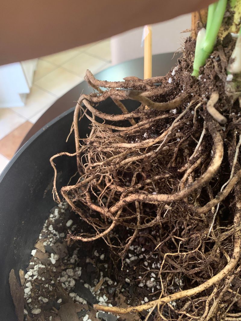 Root Rot Risks