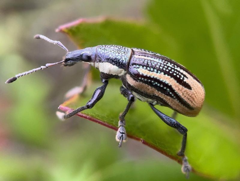 Root Weevils