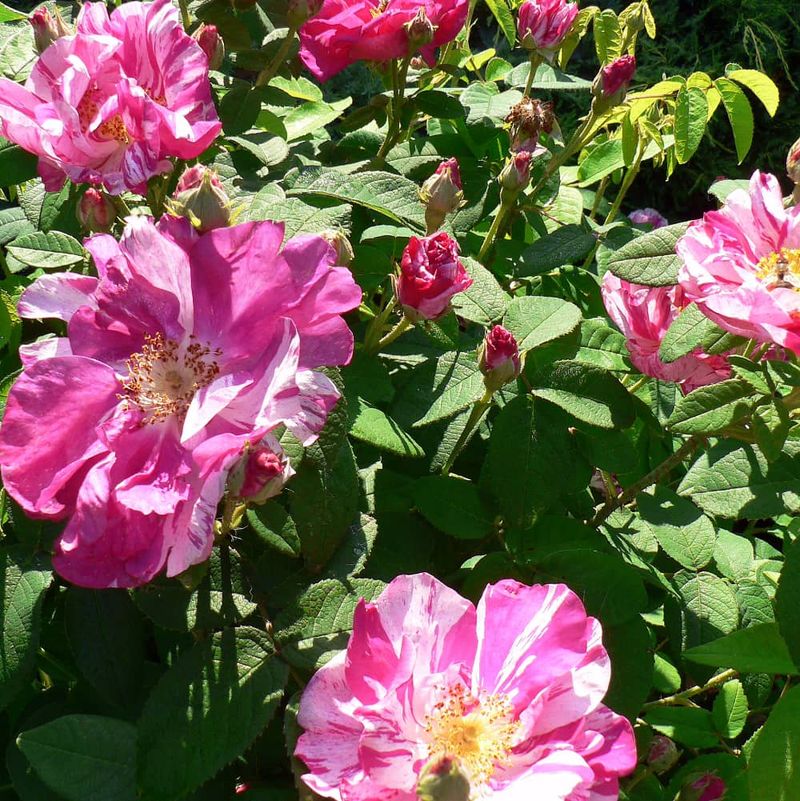 Rosa Mundi