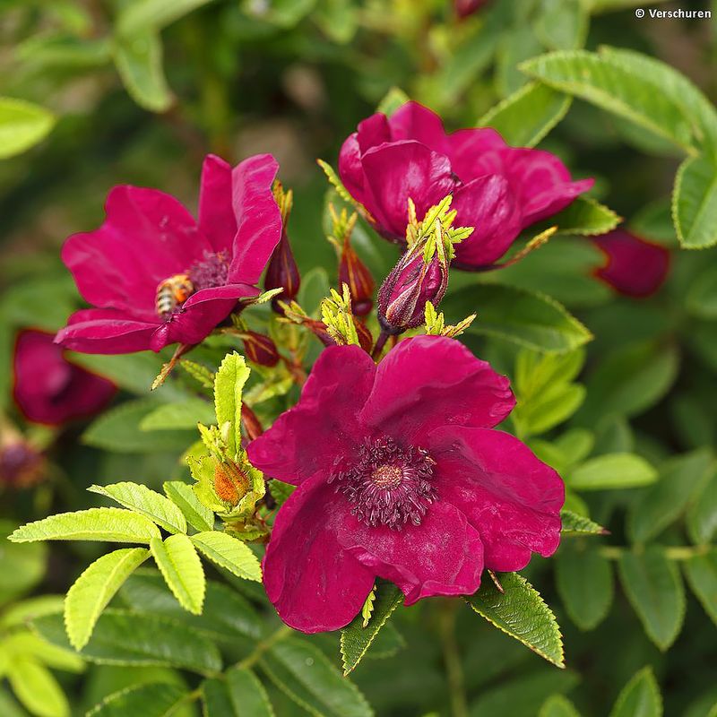 Rosa Rugosa