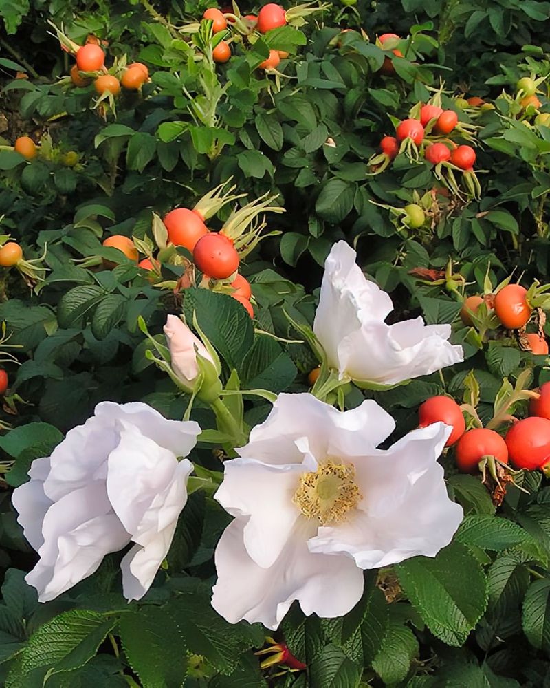 Rosa rugosa (Rugosa Rose)