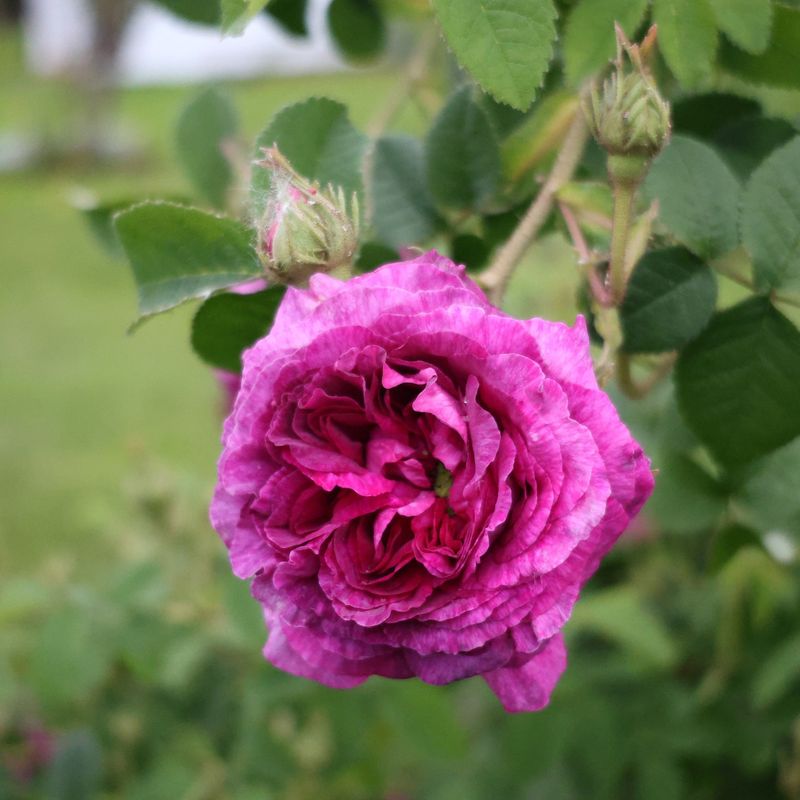 Rosa 'Belinda's Dream'