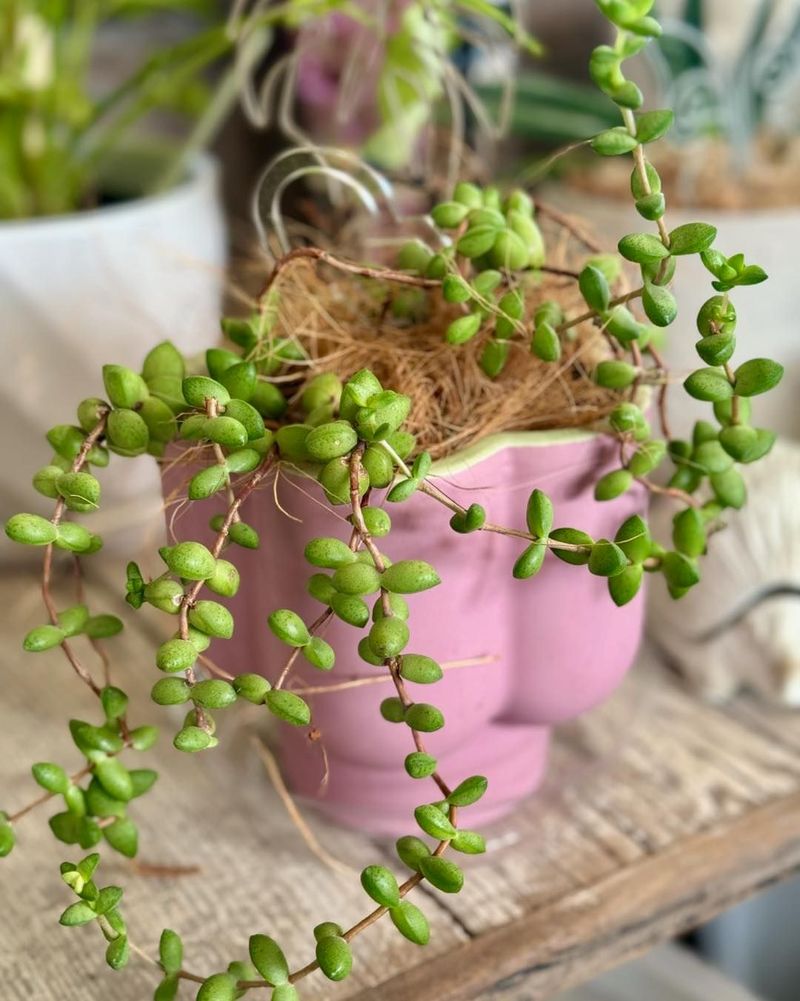 Rosary Vine