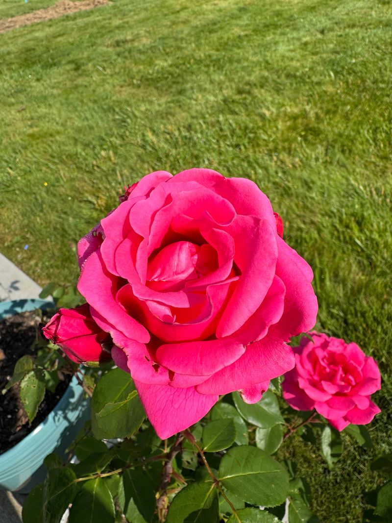 Rose 'Pink Peace'