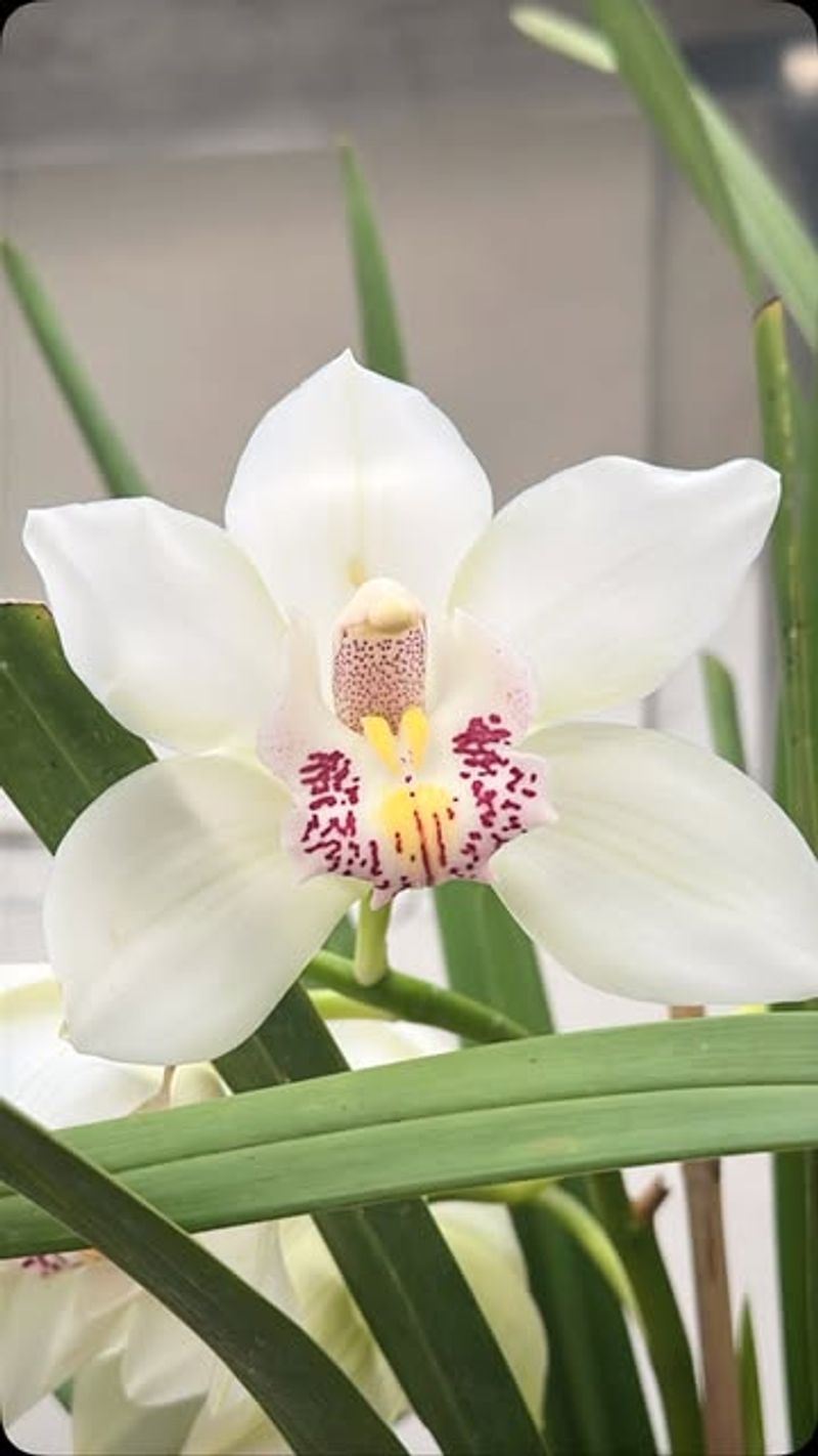 Orchid