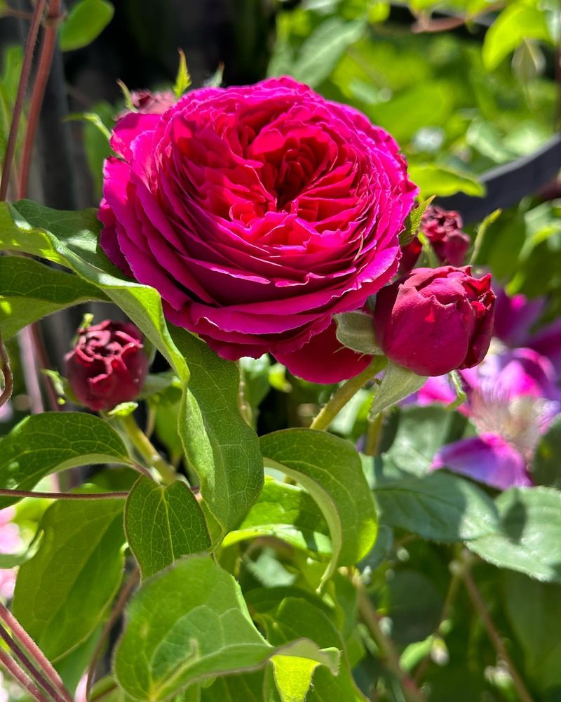 Rose Blooms