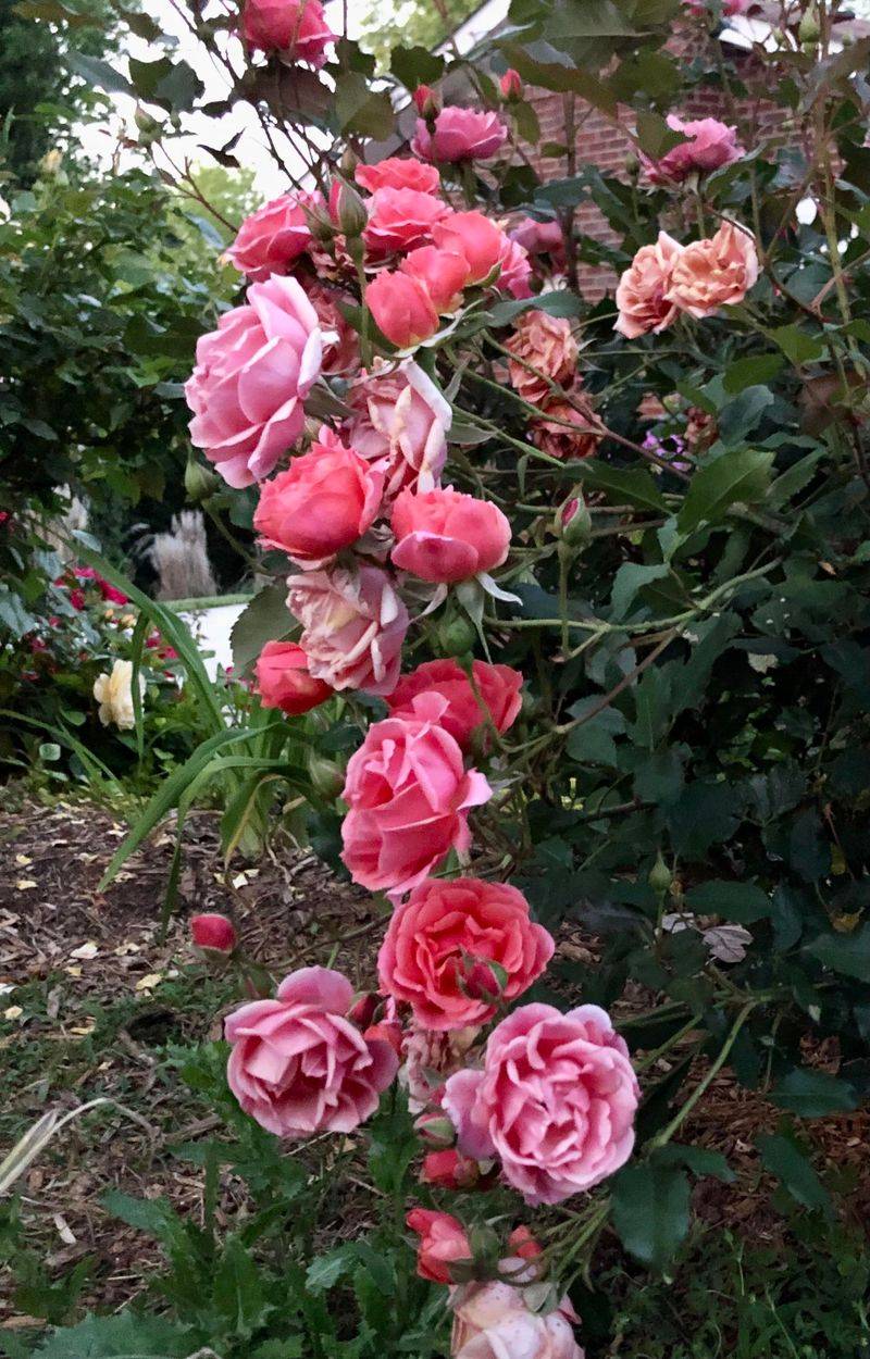 Rose Bushes