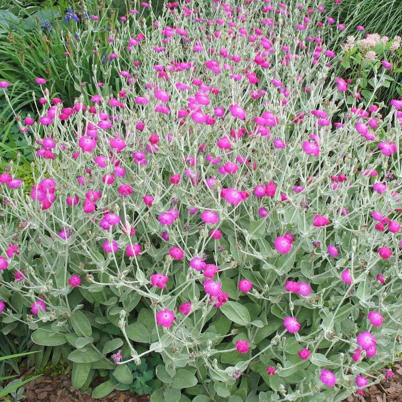 Rose Campion