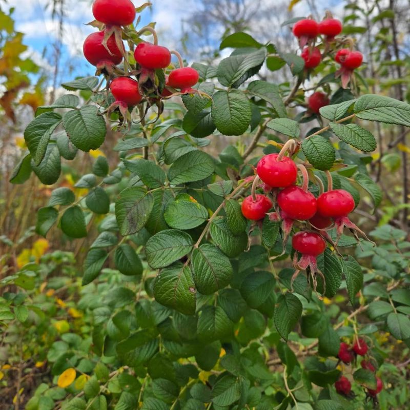 Rose Hip Shrub