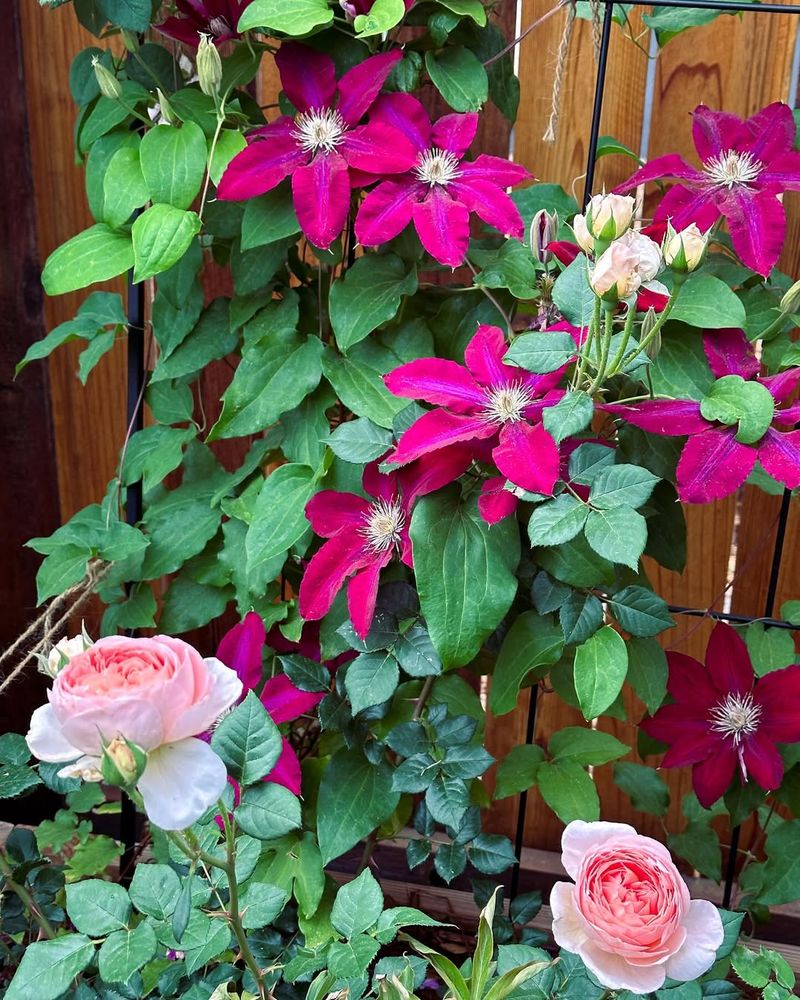 Rose & Clematis