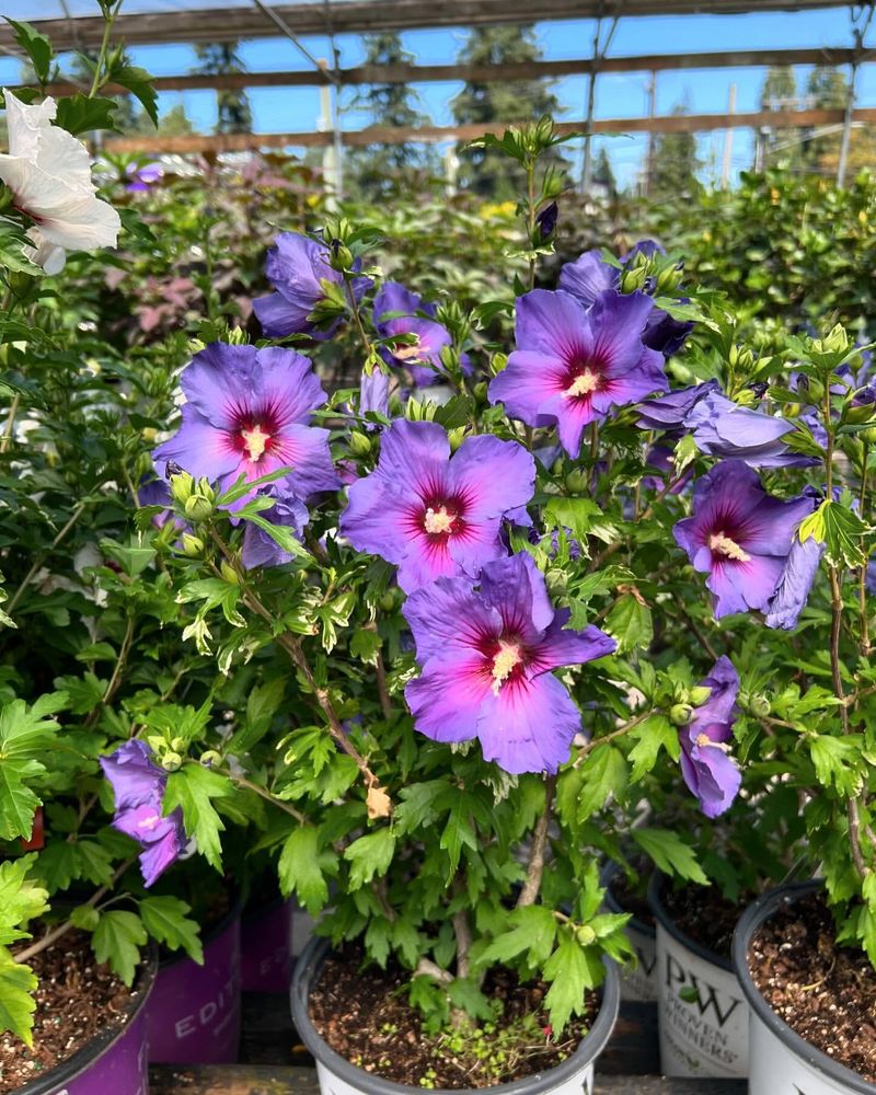 Rose of Sharon