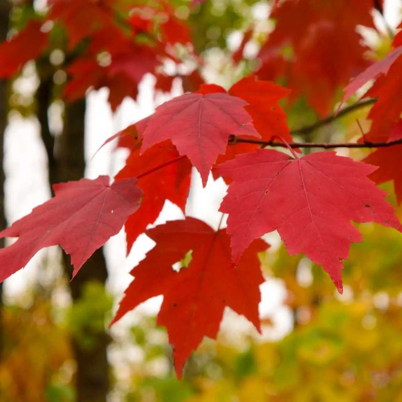 Red Maple (Acer rubrum)