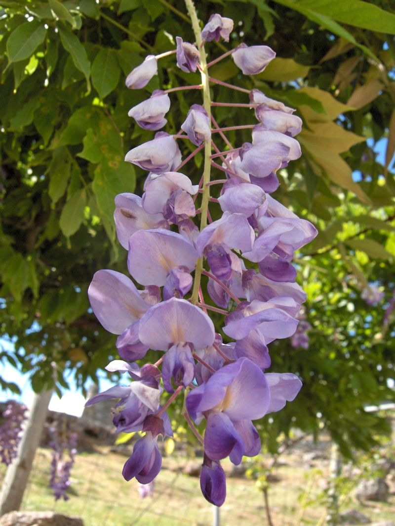 Wisteria (Wisteria sinensis)