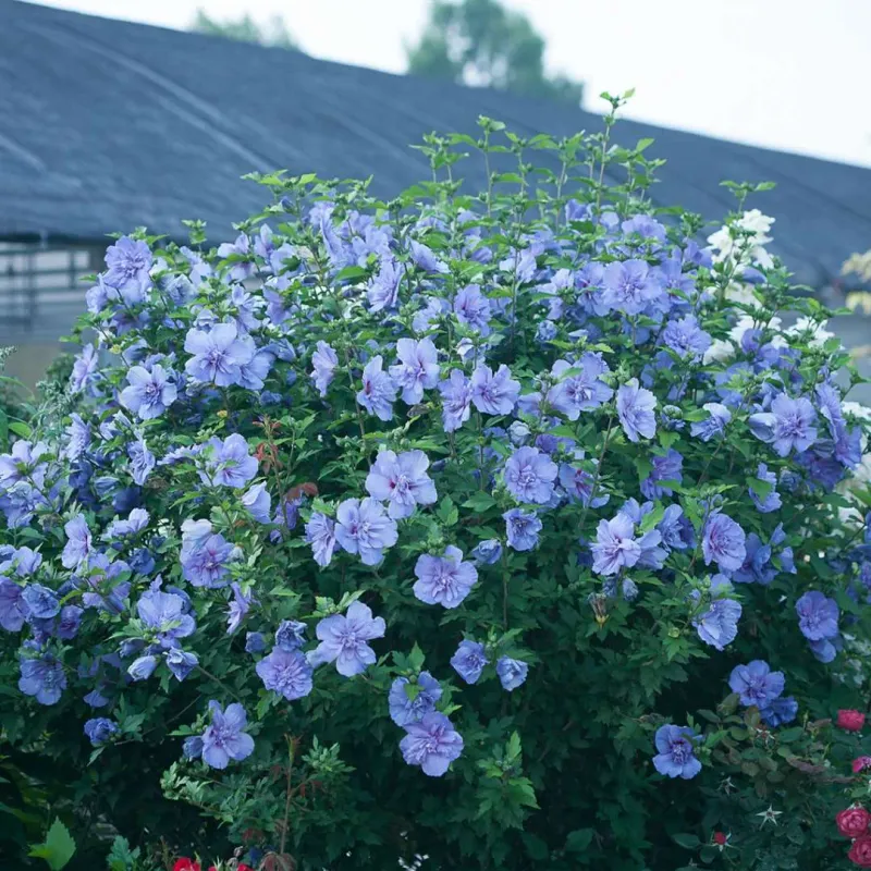 Rose of Sharon