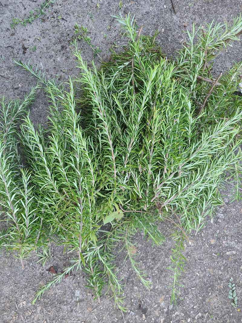 Rosemary