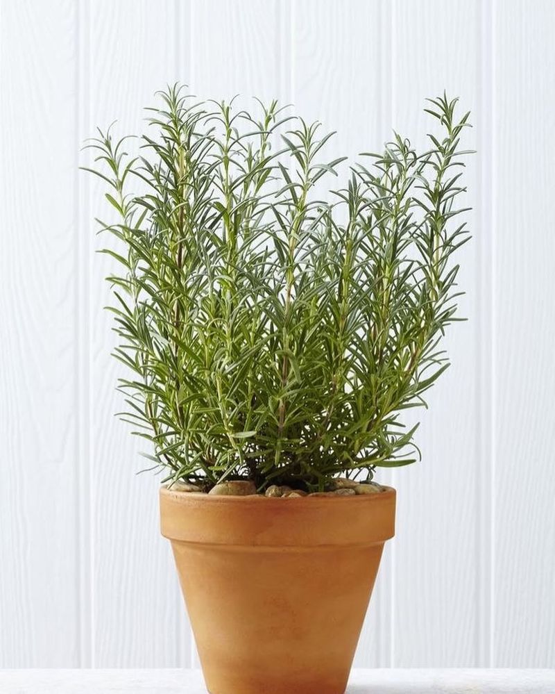 Rosemary