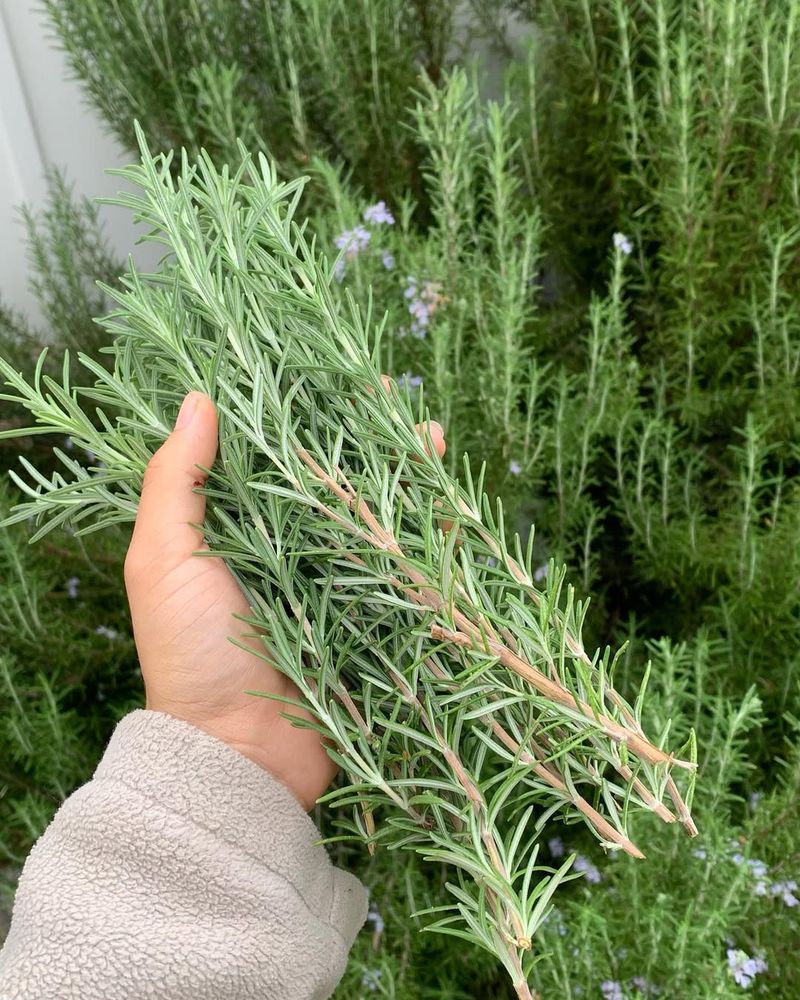 Rosemary