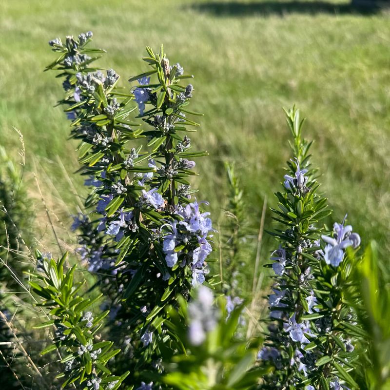 Rosemary Flowers