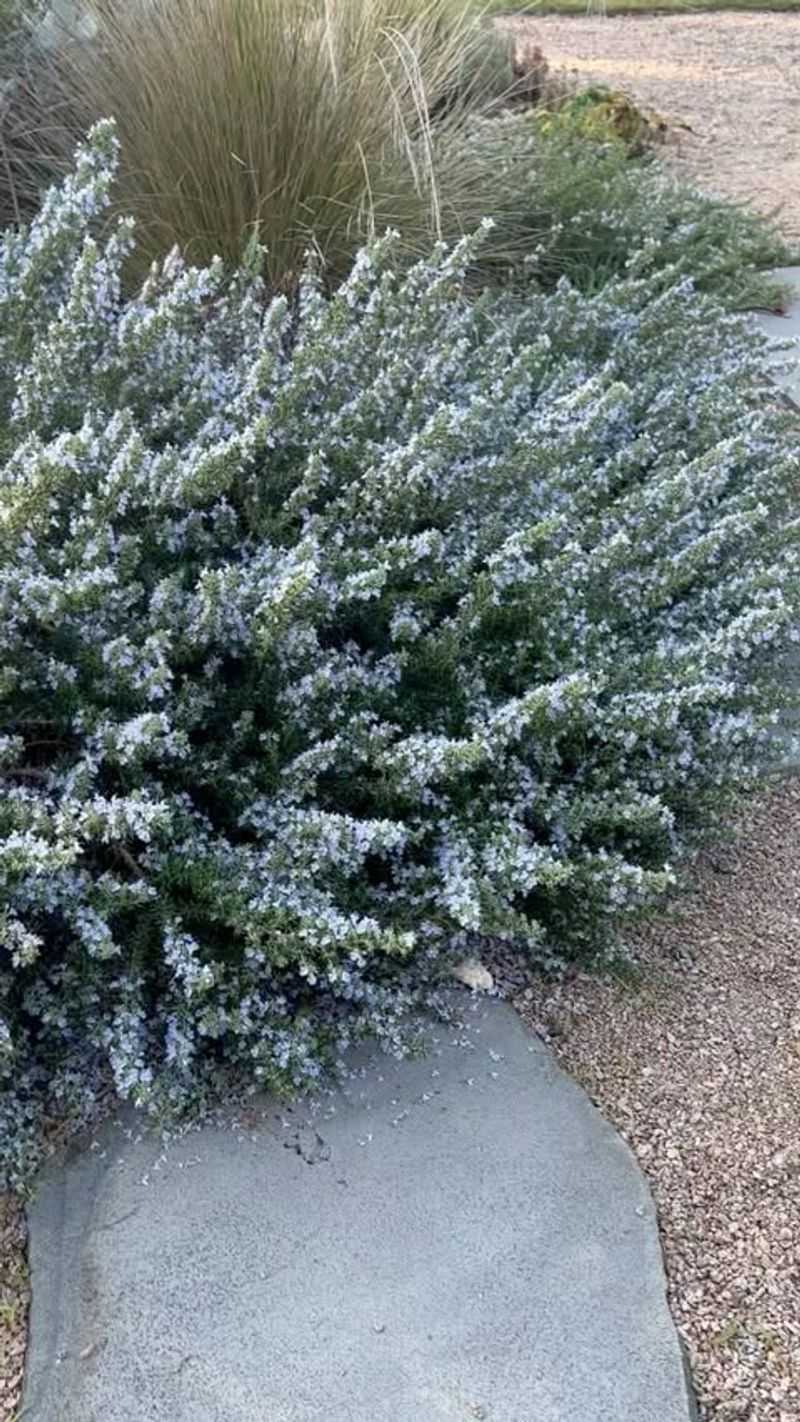 Rosemary (Rosmarinus officinalis)