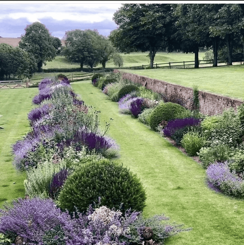 Rosemary and Lavender