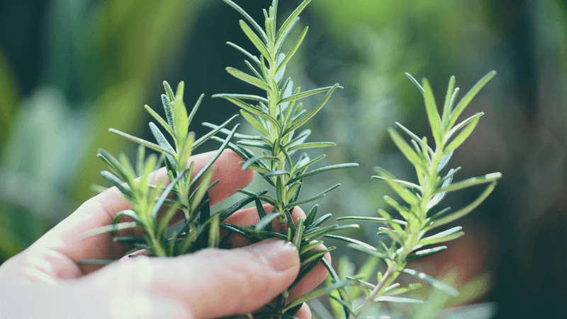 Rosemary