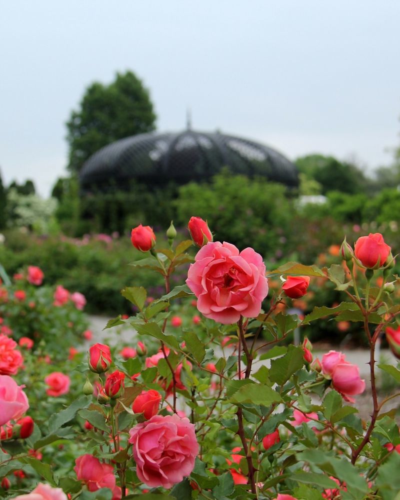 Roses (Rats Love It)