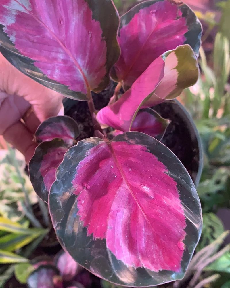 Rosy Calathea