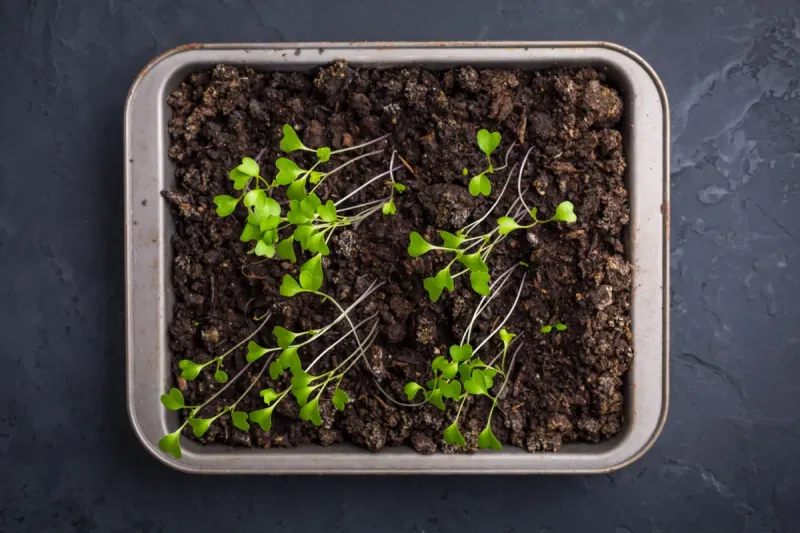 Rotate Seedling Trays