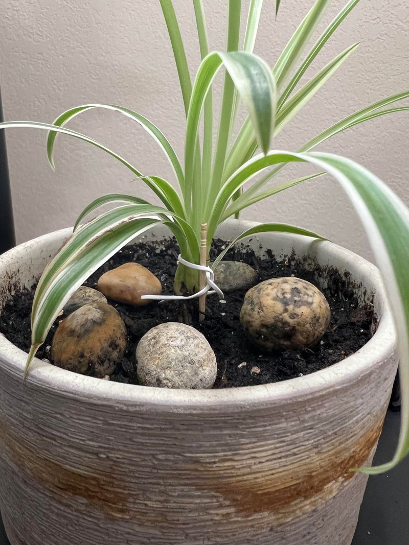 Rotating the Plant