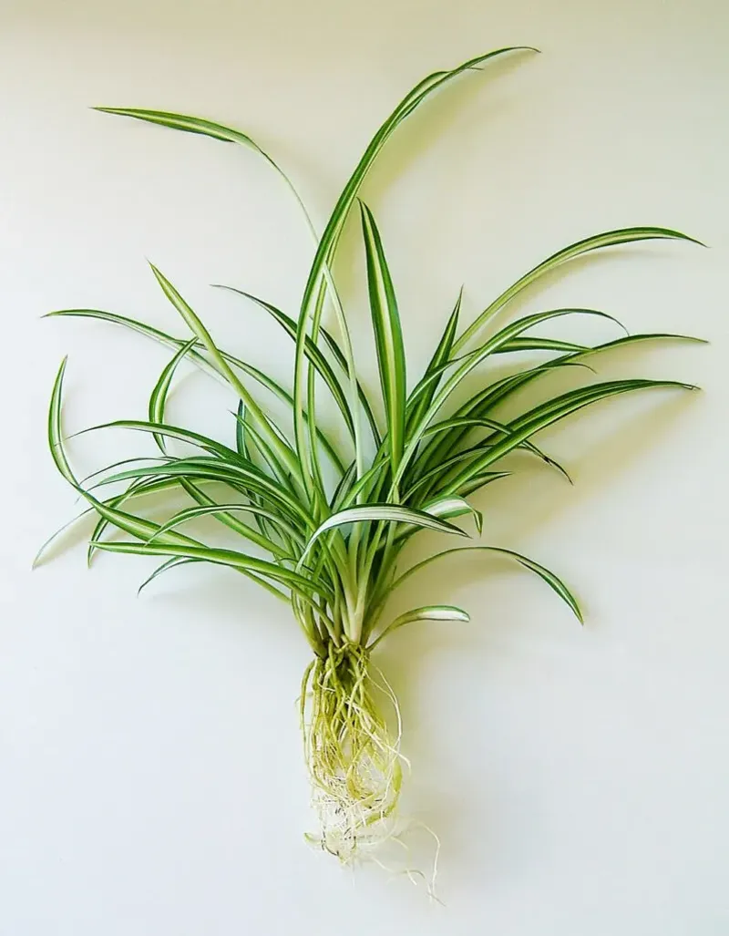 Rotating the Plant