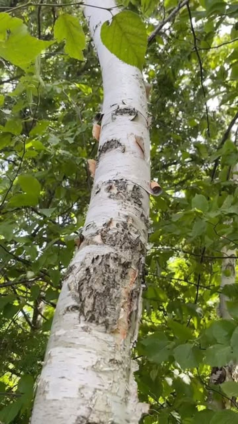 White Birch Tree