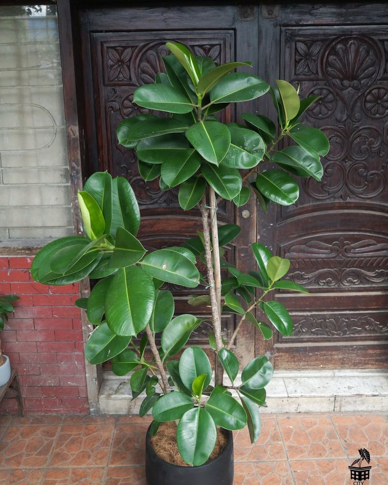 Rubber Tree