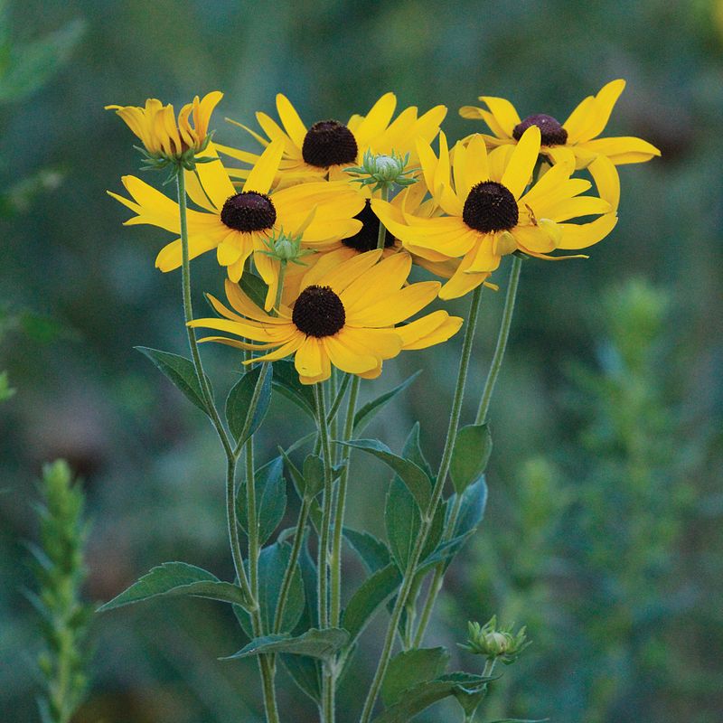 Rudbeckia