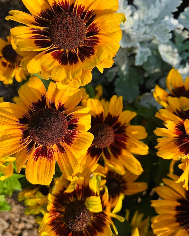 Rudbeckia