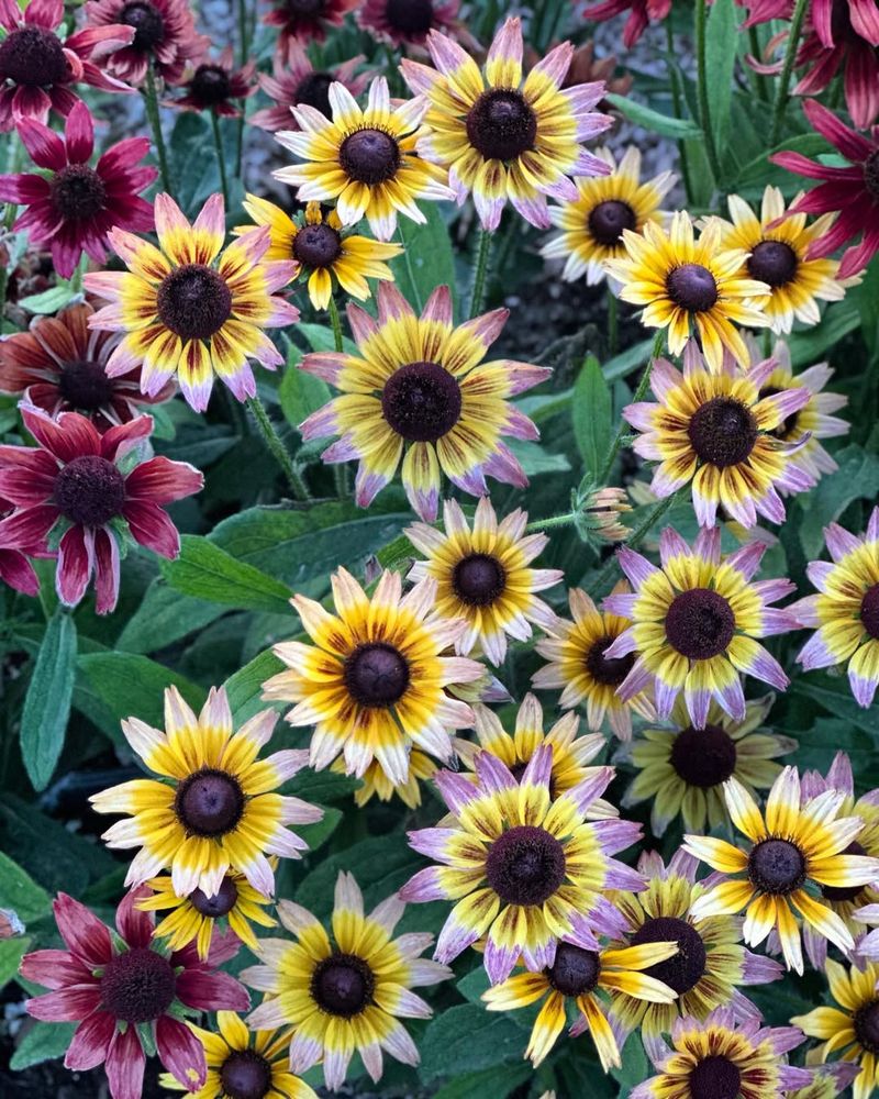 Rudbeckia