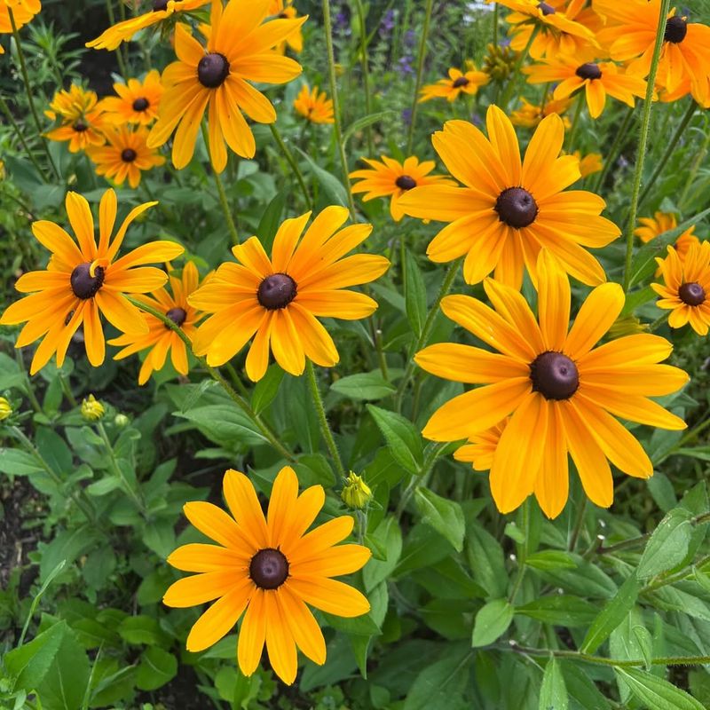 Rudbeckia