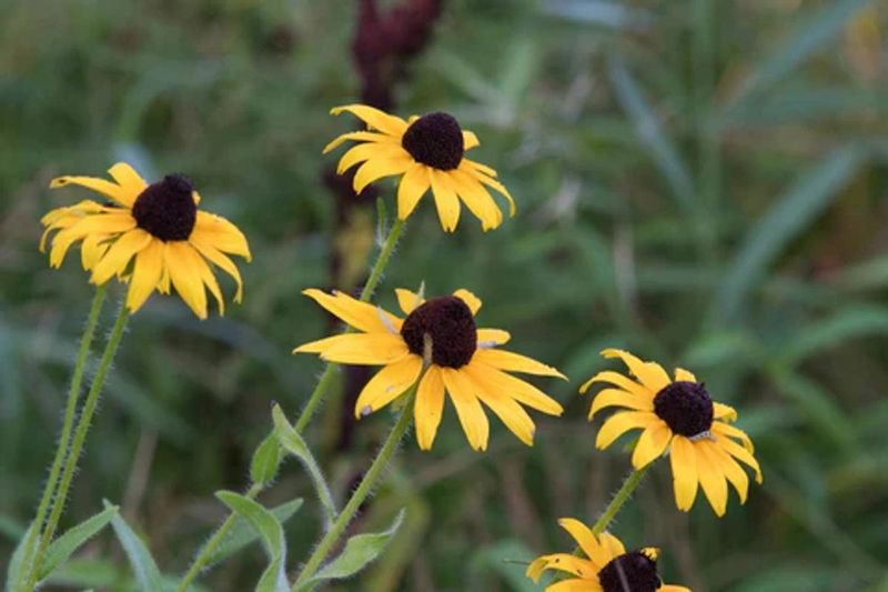 Rudbeckia