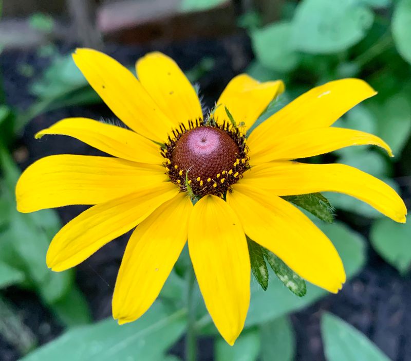 Rudbeckia