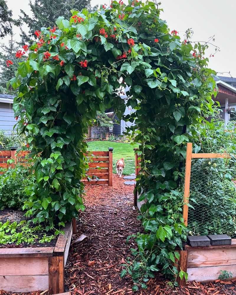 Runner Beans