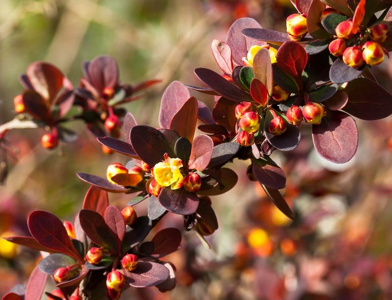 Japanese Barberry