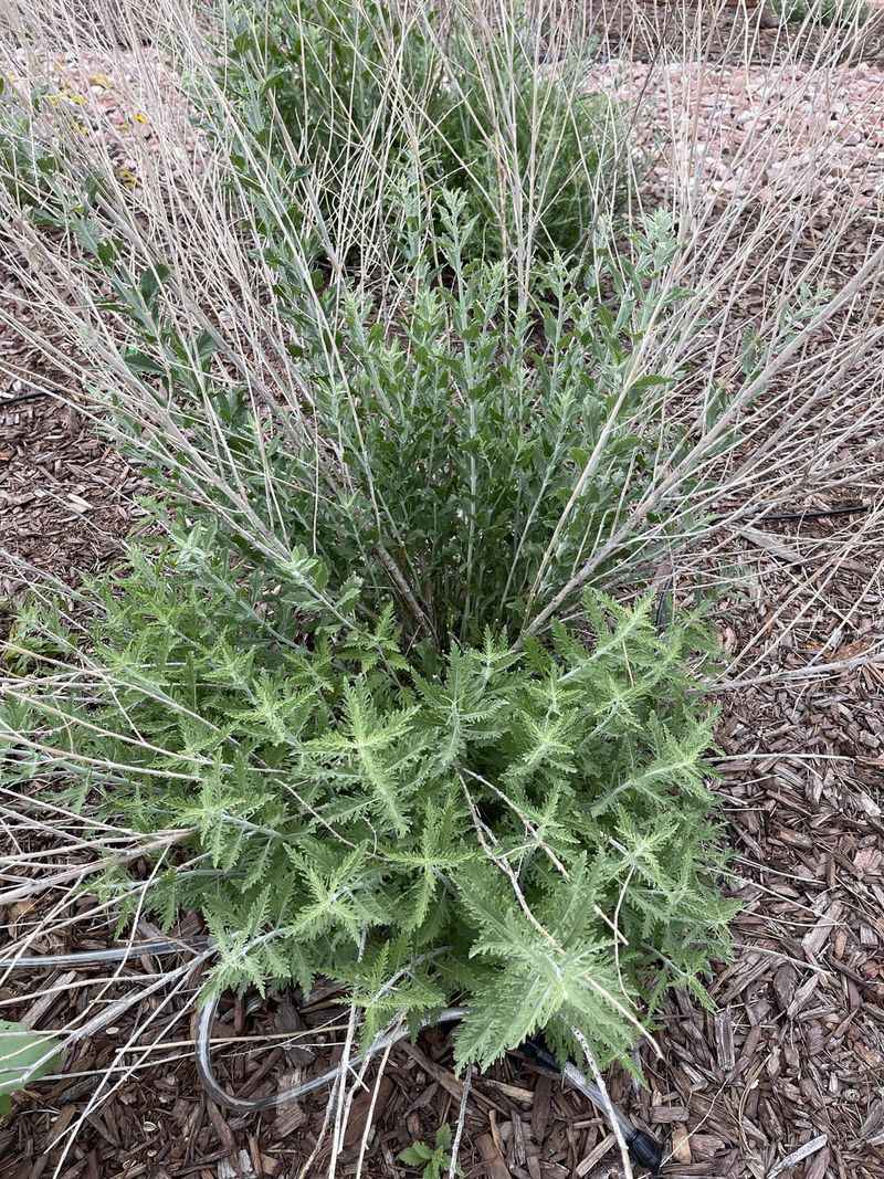 Russian Sage