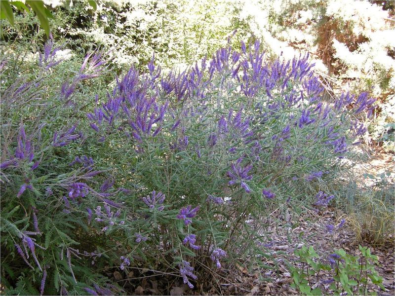 Russian Sage