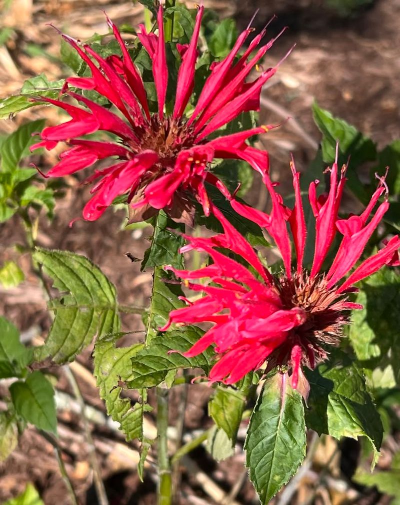 Bee Balm