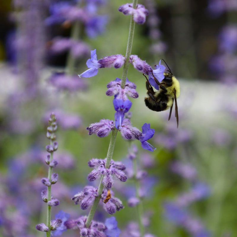 Russian Sage