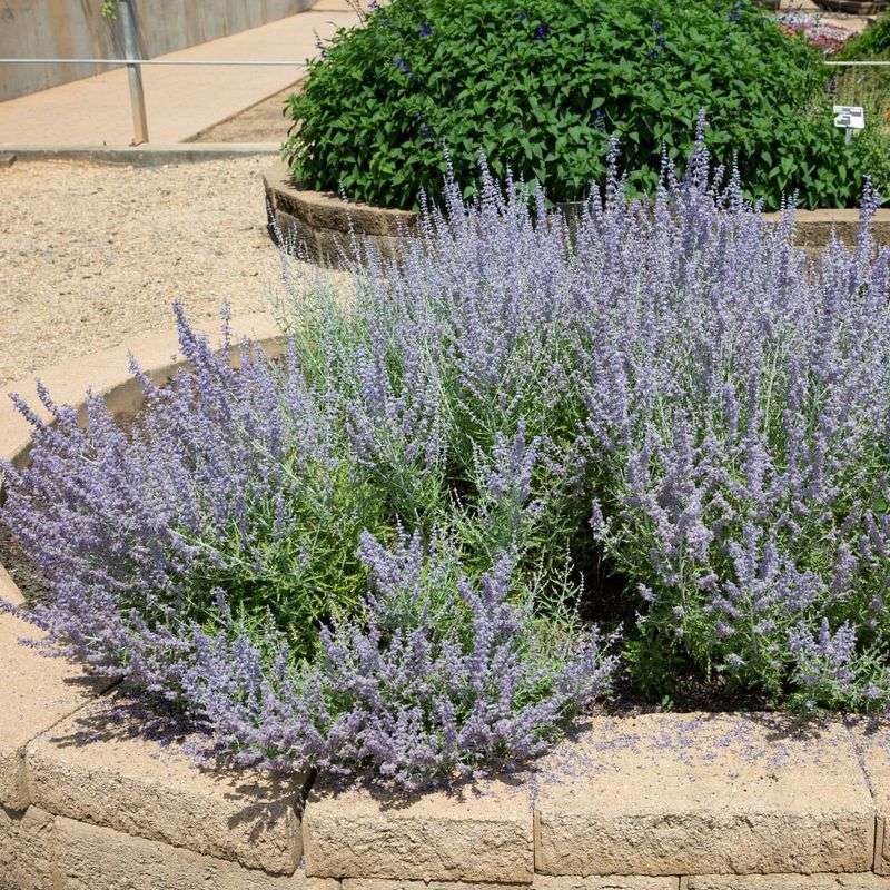 Russian Sage (Perovskia atriplicifolia)