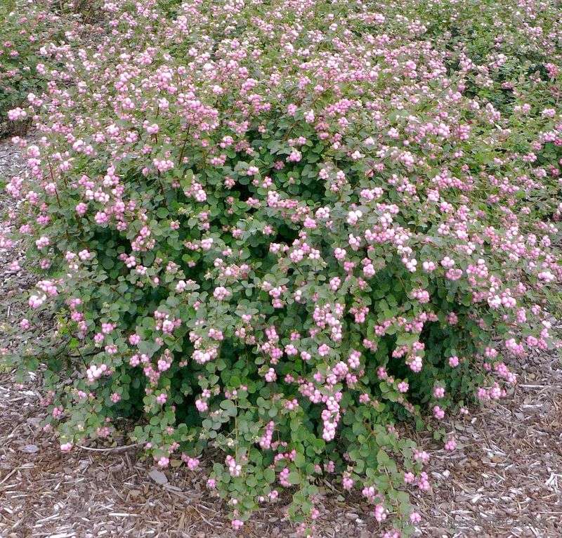 Coralberry (Symphoricarpos orbiculatus)