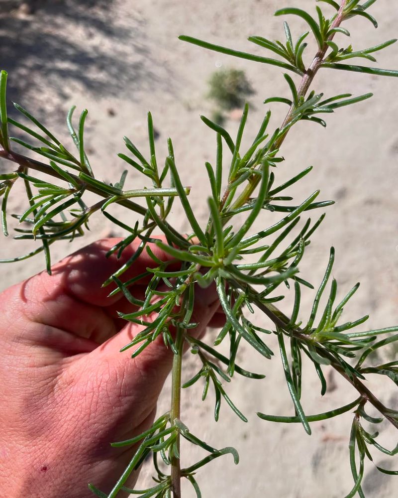 Russian Thistle