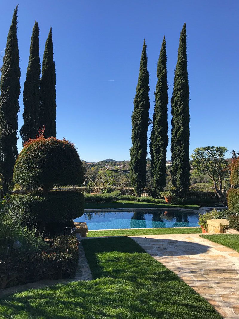 Cypress Trees