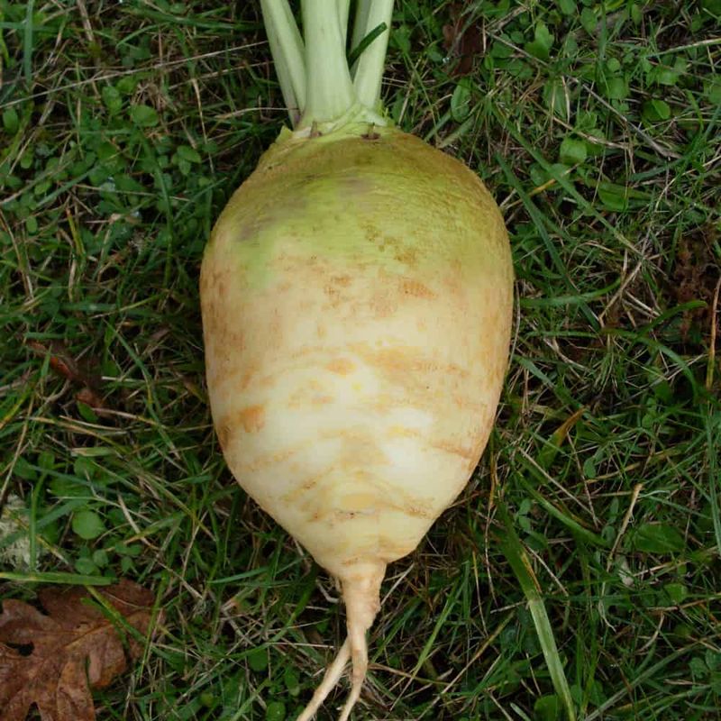 Rutabaga