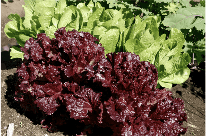 Rutgers Scarlet Lettuce